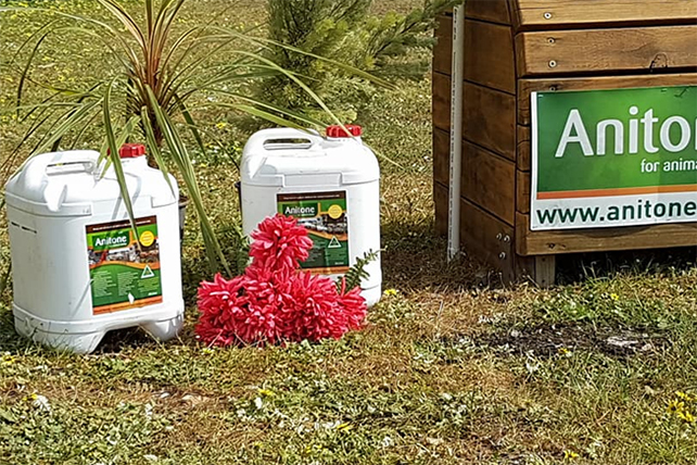 Anitone containters on an oval with flowers nearby